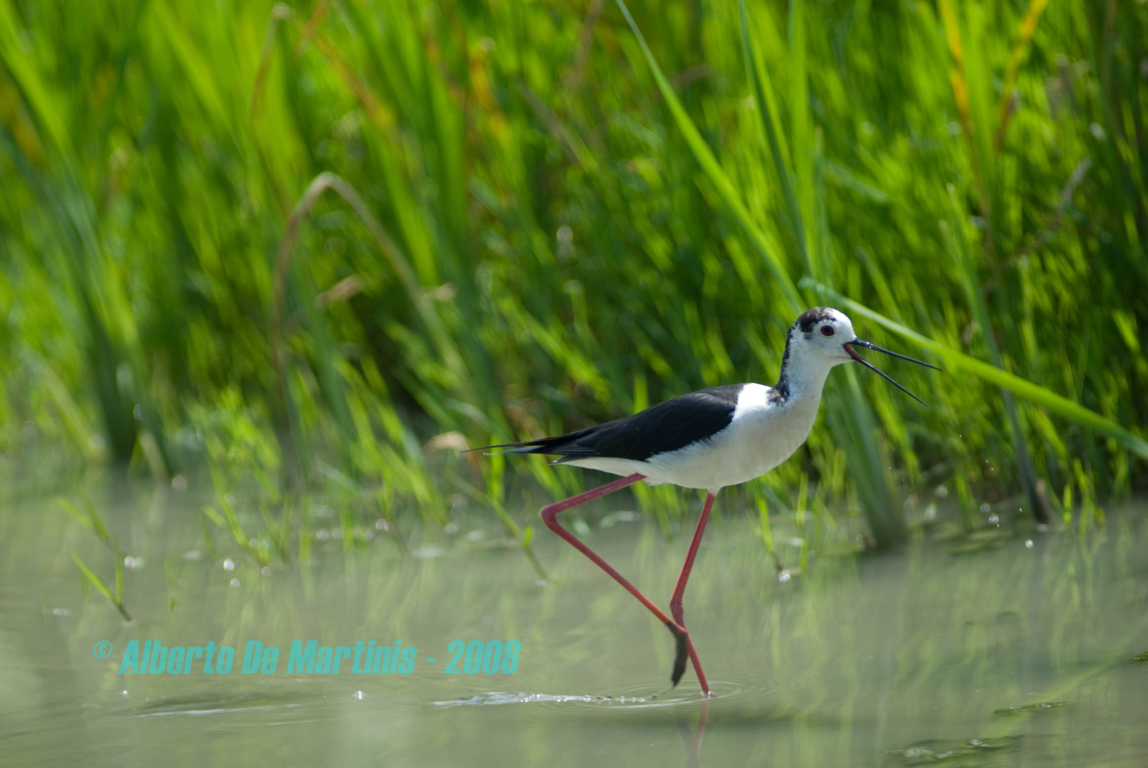 nitticora del Delta
